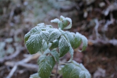 Rauhreif bei -5 Grad