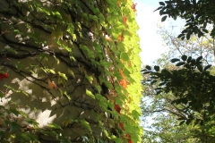 Herbstwein an der Schlossmauer