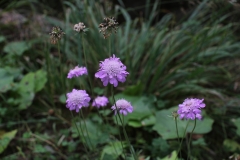 Manche Blumen blühen noch, manche nicht mehr.