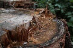 War mal ein Baum
