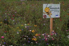 Ich habe noch nie eine so bunte Wiese gesehen.