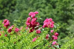 04-IMG_4146