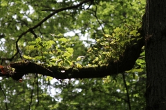 07-IMG_4152