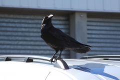 The Birds