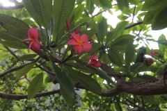 Hübsche Blüten