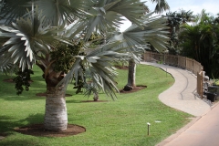 Bismarckpalme